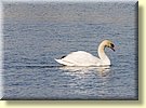 Swan a swimming