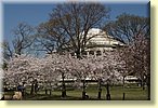 Jefferson Memorial