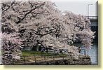 Blossoms on the Potomac