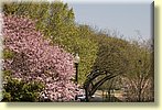 Blossoms on the Potomac