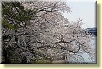 Blossoms on the Potomac