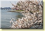 Blossoms on the Potomac