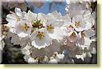 Closeup of Blossoms