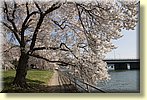 Closeup of Blossoms