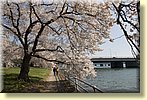 Blossoms on the Potomac