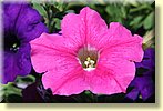 Front Garden Petunia